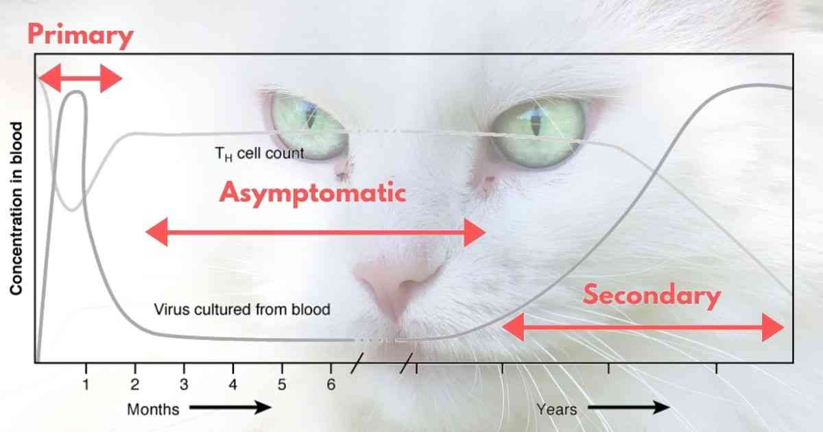cat FIV infection