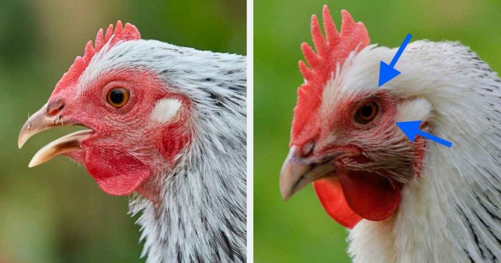 Help! My Chicken Has A Cold, Flu Or Sneeze Walkerville Vet