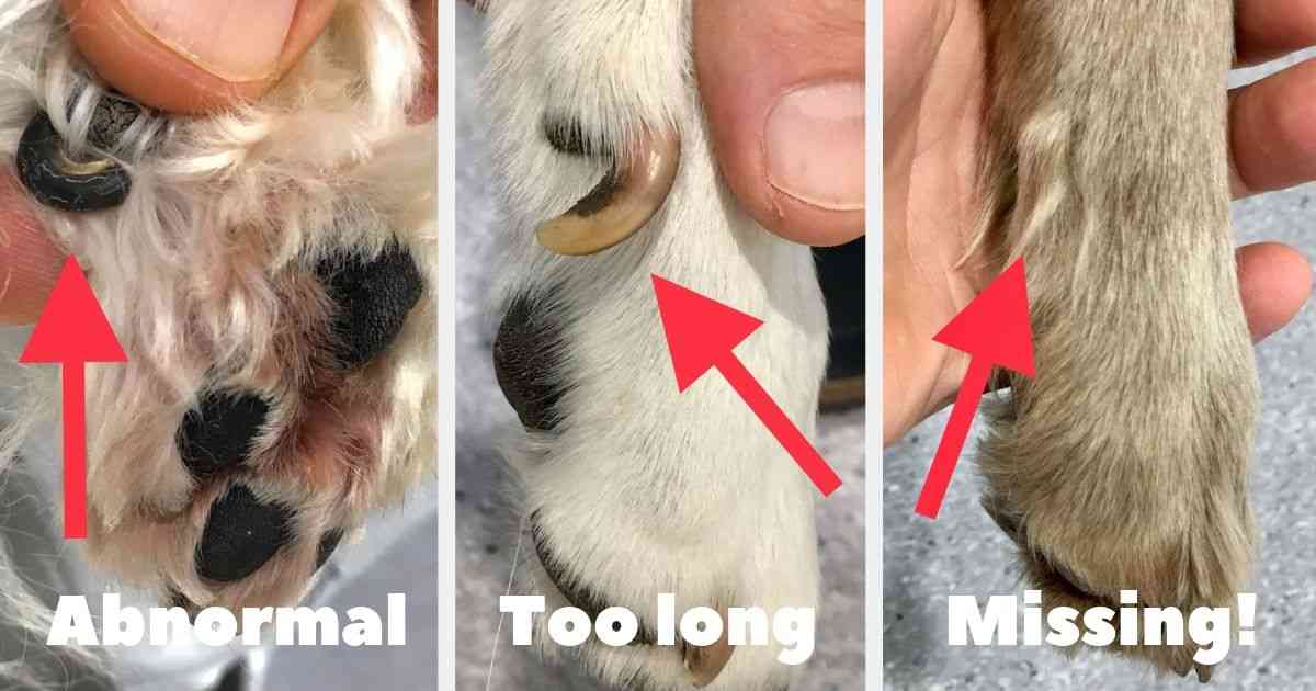 Details more than 55 dog nail overgrown into pad