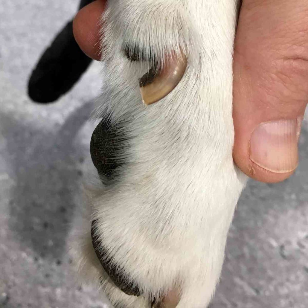 Dog Dew Claws Injuries, Trimming & Removal Walkerville Vet