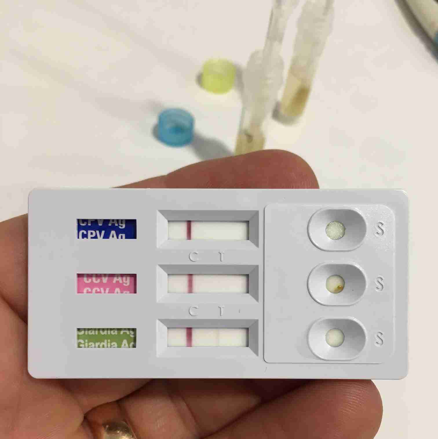 Buying A Pet Shop Puppy? Beware Giardia... Walkerville Vet