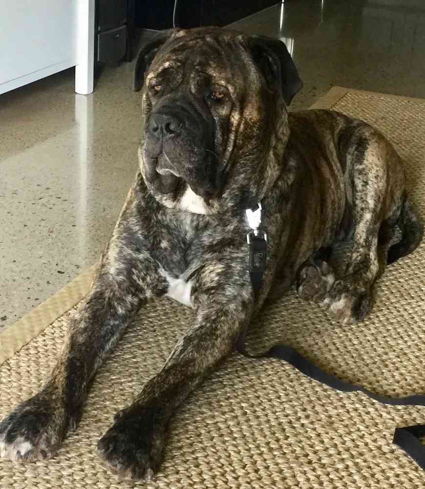 49+ Cane Corso Skin Problems Picture Bleumoonproductions