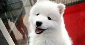 puppy in pet store