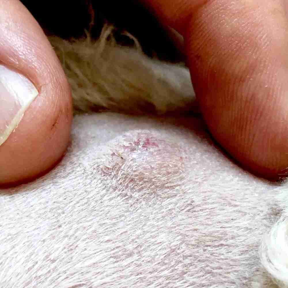 Top 94+ Images pictures of cysts on dogs Stunning