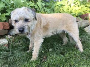 itchy border terrier
