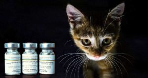 kitten with interferon