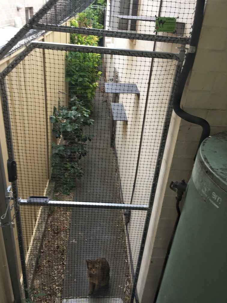 Keeping Indoor Cats Happy Cats Kept Inside Walkerville Vet