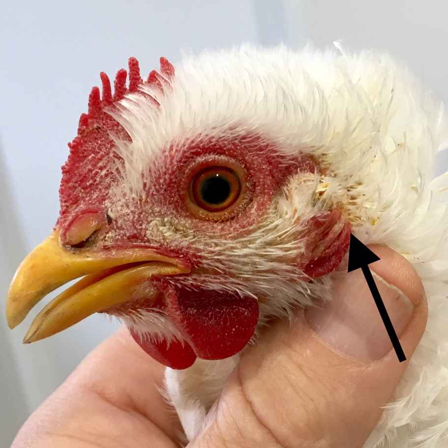How To Tell If Your Chicken Is Healthy Or Sick Walkerville Vet