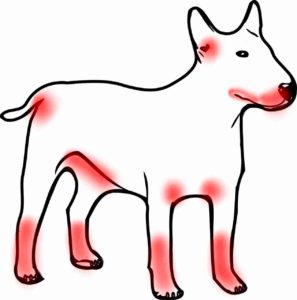 Atopic dog pattern