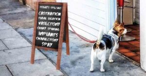 dog neuter options