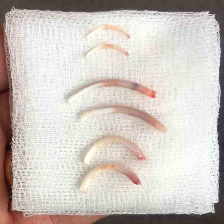 Rabbit Overgrown Incisor Teeth Removal Walkerville Vet