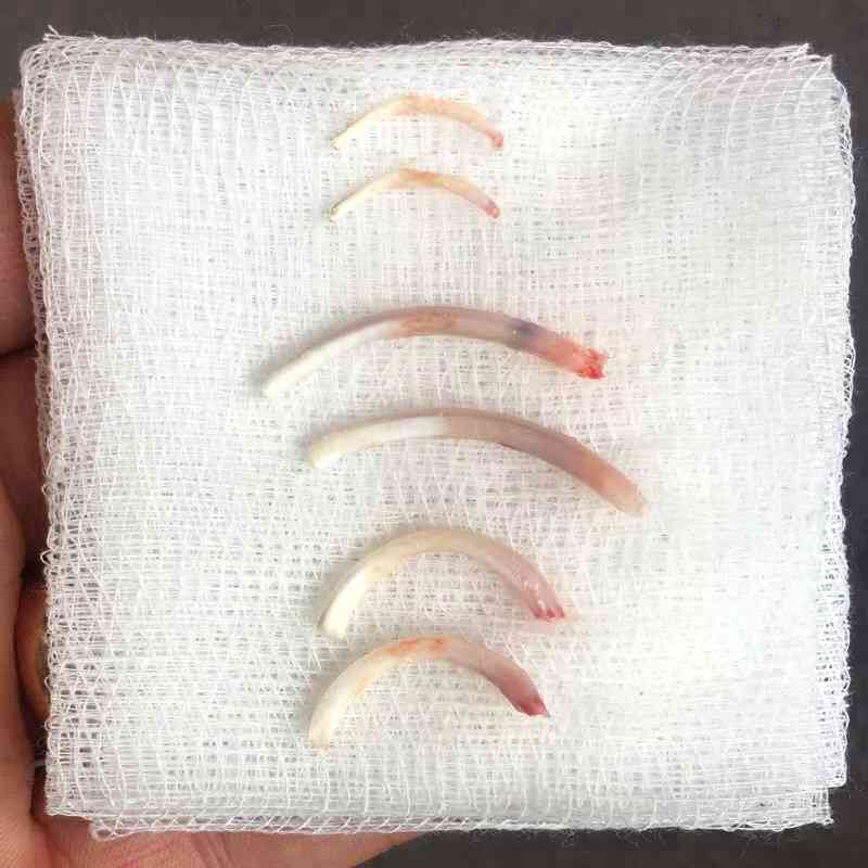 Rabbit Overgrown Incisor Teeth Removal Walkerville Vet