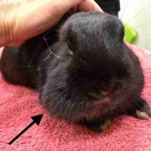 rabbit face abscess lump