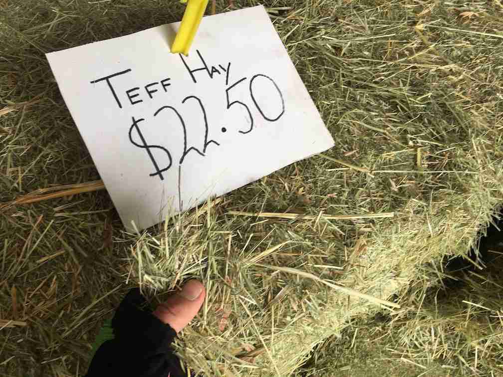 Feeding Rabbits What To Feed Your Rabbit Walkerville Vet