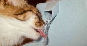 cat water fountain
