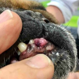 bleeding lump dog mouth