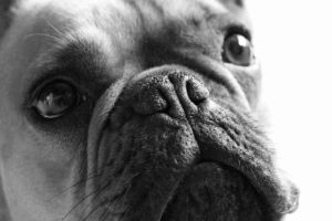 french bulldog nose