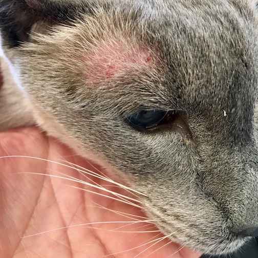 Treatment Options for Feline Hyperthyroidism Walkerville Vet