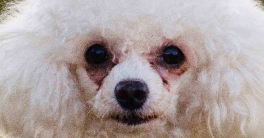 why do poodles get eye boogers?