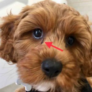 puppy eye discharge