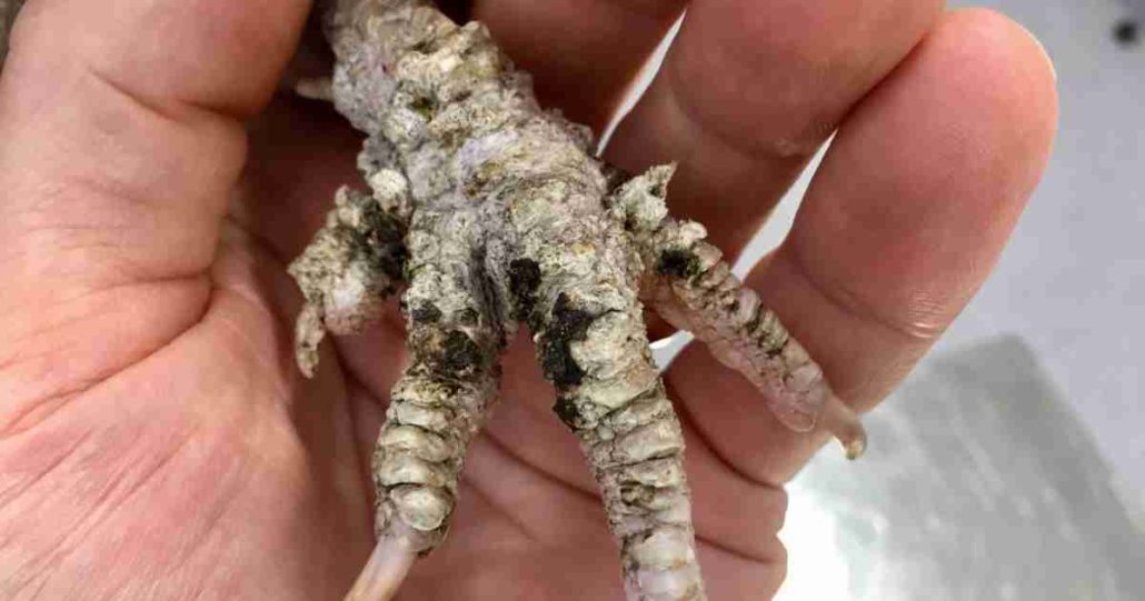 How To Treat Chicken Scaly Leg Mite Walkerville Vet
