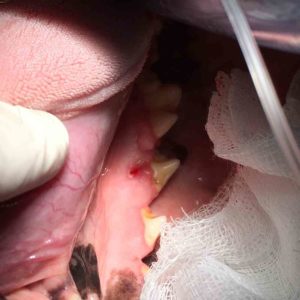dog tooth infection