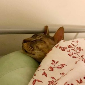 cat sleeping in bed