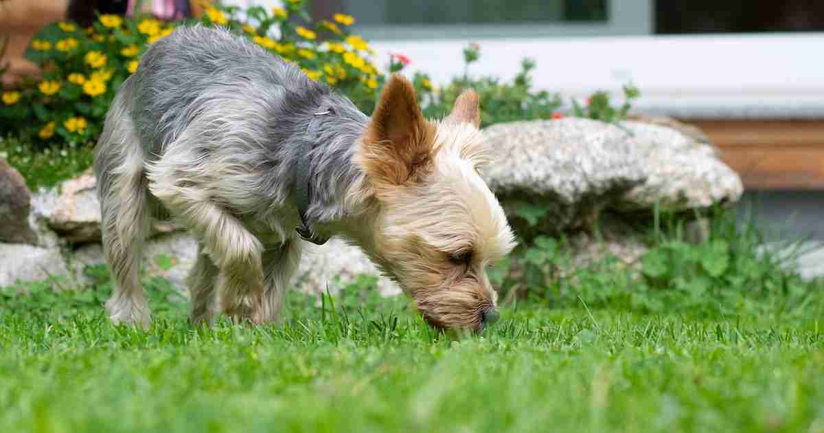 dog-sniffing-grass