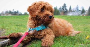 no pull dog harness