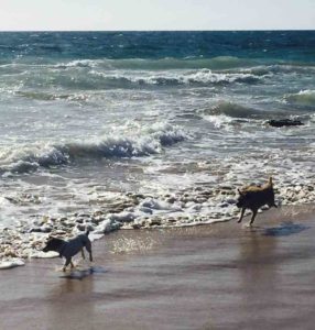 off lead beach dogs