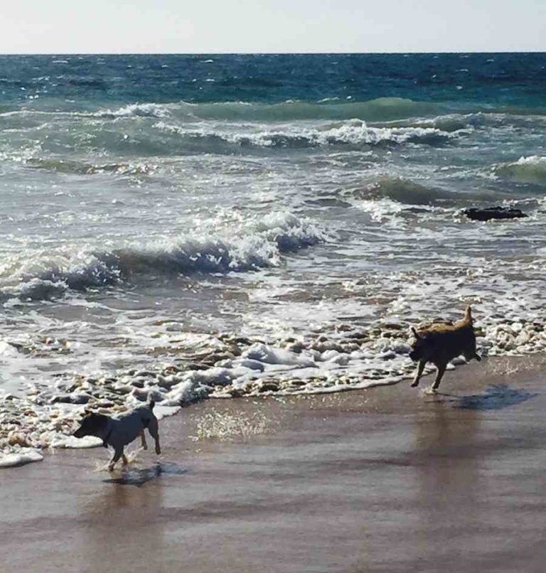 Off Leash Dog Friendly Beaches In Adelaide  Walkerville Vet