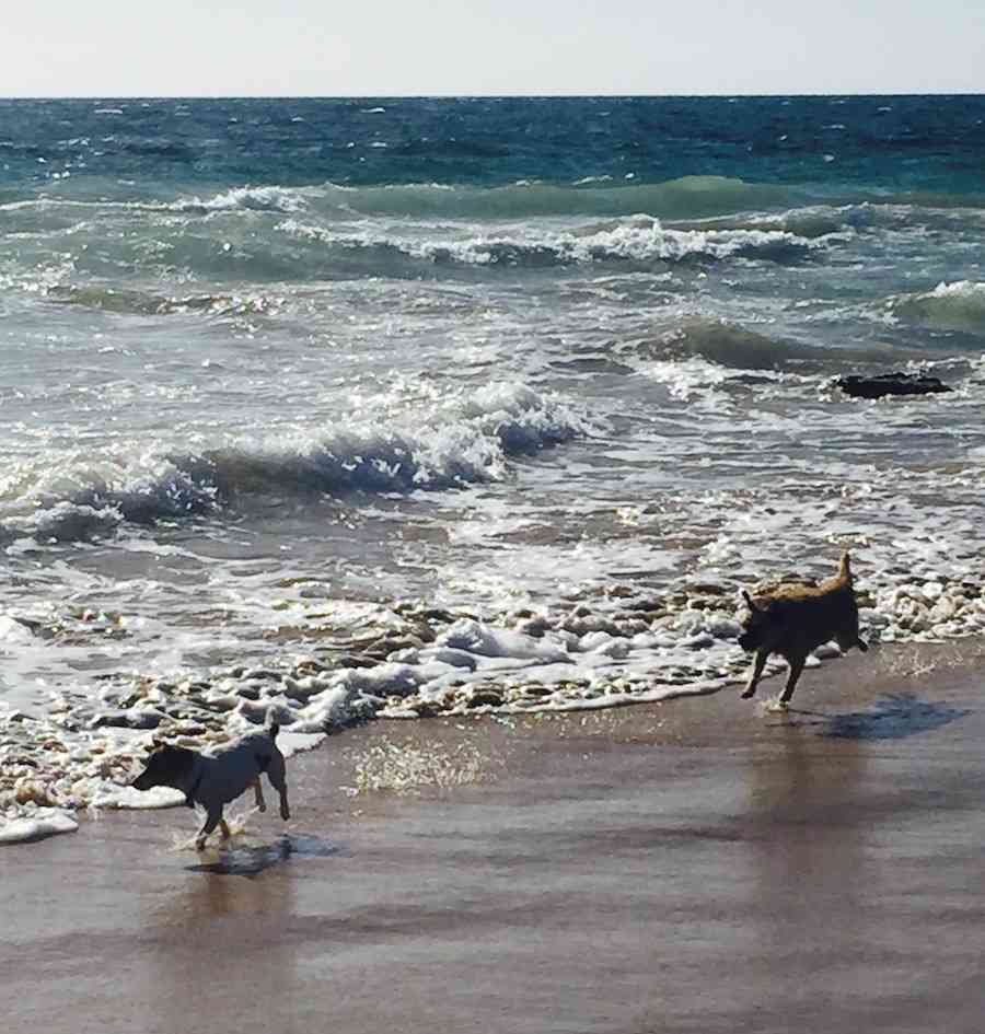 Off Leash Dog Friendly Beaches In Adelaide Walkerville Vet