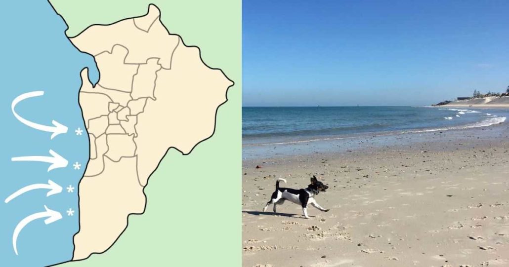 Off Leash Dog Friendly Beaches In Adelaide Walkerville Vet Off Leash Dog Friendly Beaches In Adelaide Walkerville Vet