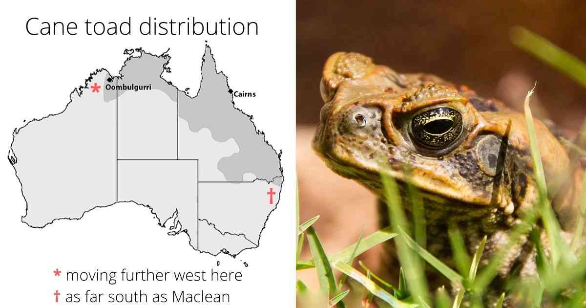cane toad australian distribution