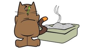 cat litter choices