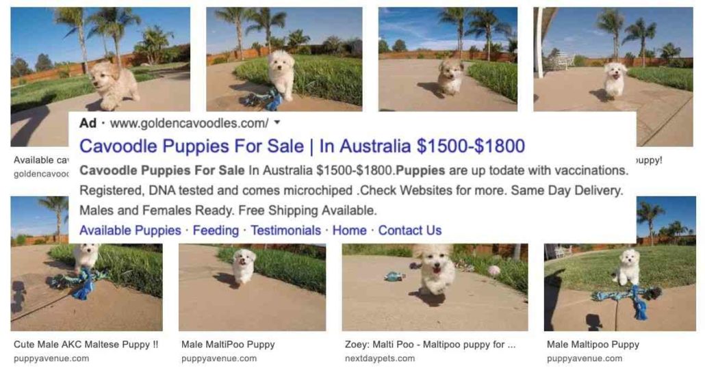 https://www.walkervillevet.com.au/wp-content/uploads/2020/02/cavoodle-puppy-for-sale-1030x541.jpg