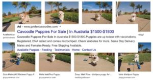 cavoodle puppy sale scam