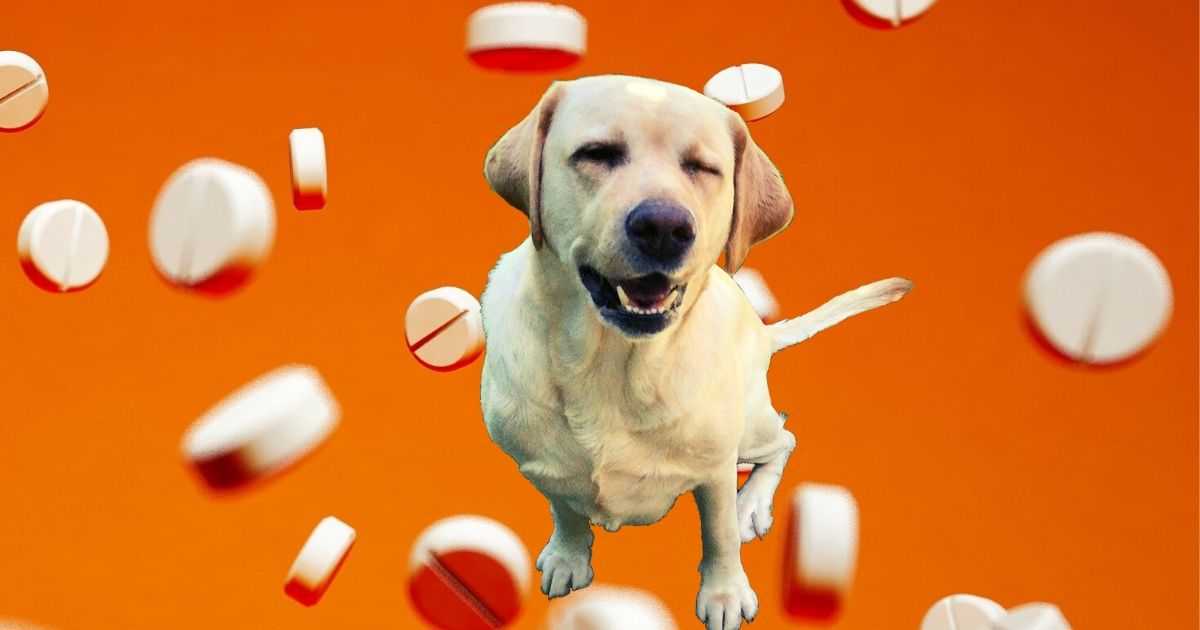 Can I Give My Itchy Dog Prednisolone? Walkerville Vet