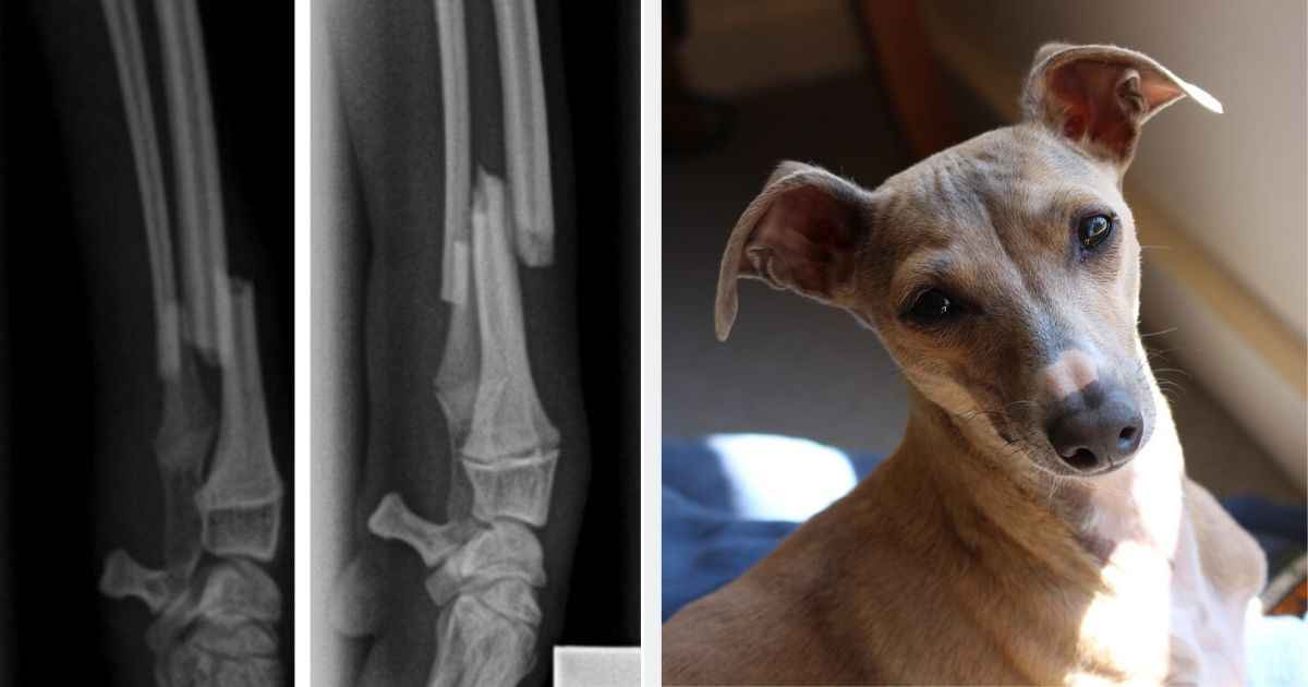 Italian Greyhound broken leg