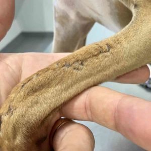 repaired dog leg break