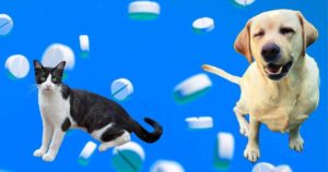 prednisolone pet tablets