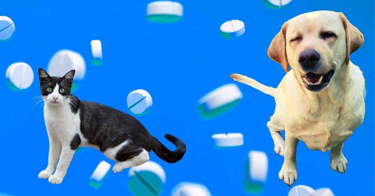 Prednisolone In Dogs Side Effects & Dosage Walkerville Vet