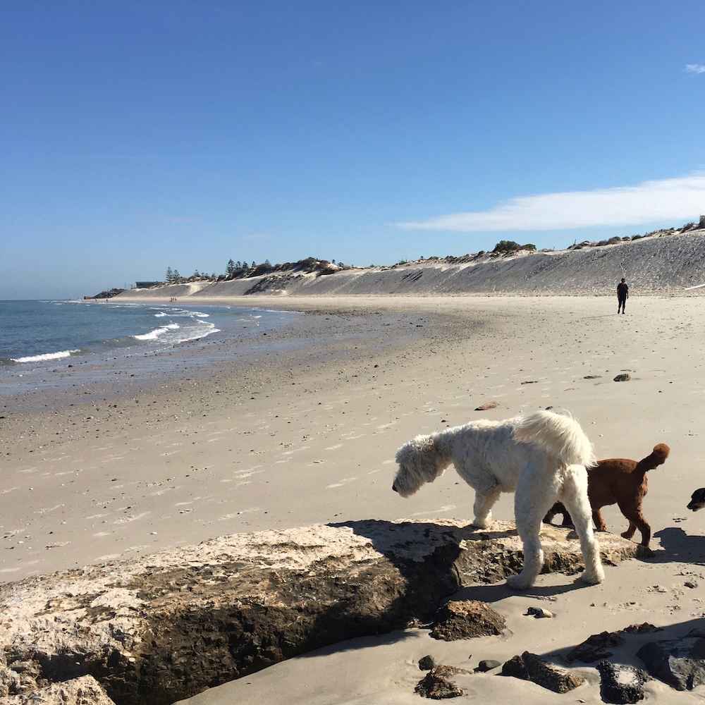 Off Leash Dog Friendly Beaches In Adelaide Walkerville Vet