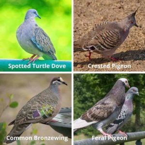 common adelaide pigeons