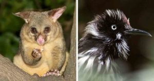 possum and honeyeater