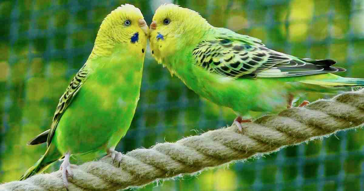 budgies in cage
