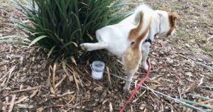 dog urine collection