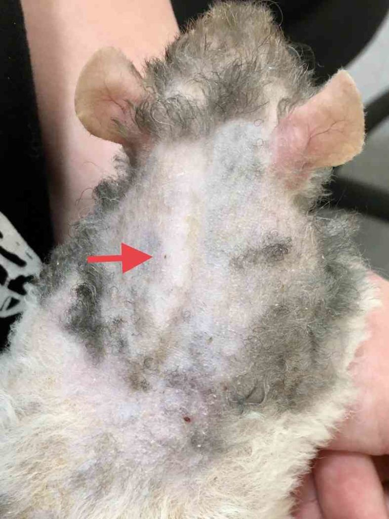 Help! My Rat Is Losing Hair And Has Scabs Walkerville Vet