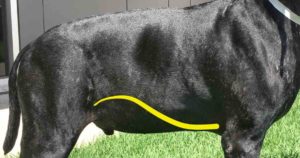 dog enlarged abdomen