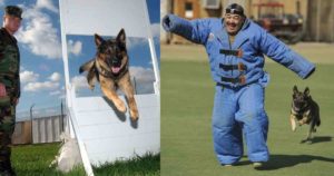 guard protection dog